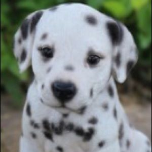 Meet your Posher, Caroline